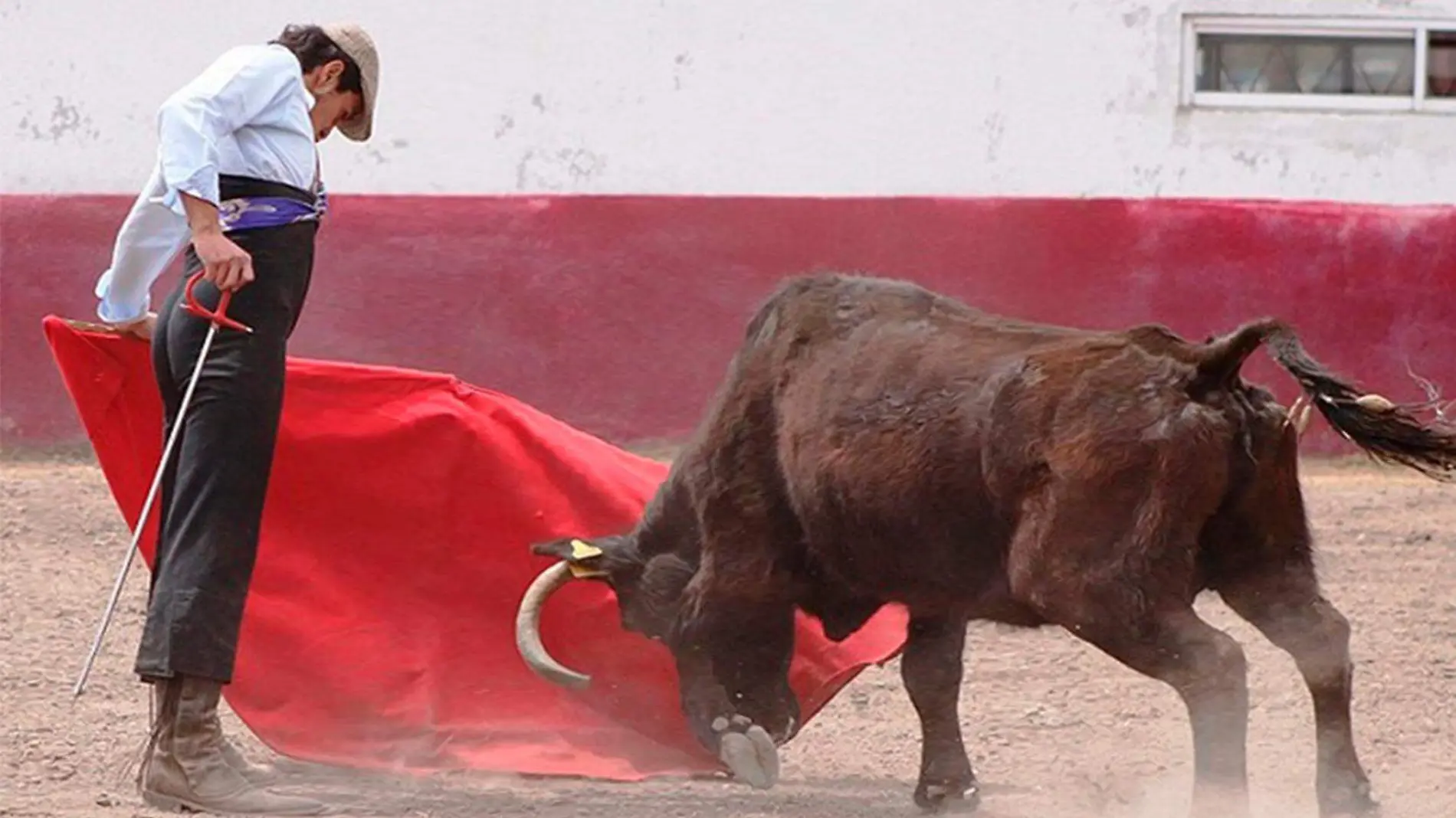 torero 4